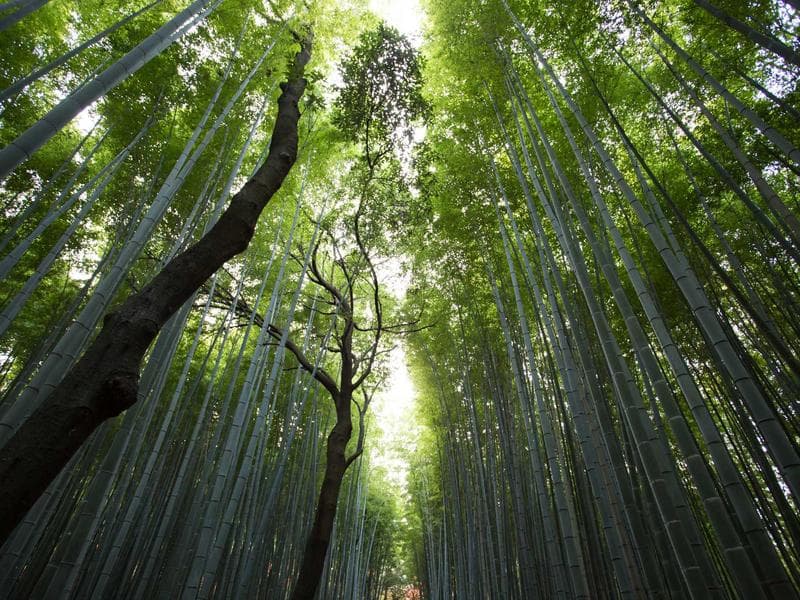 The Synthetic Enterprise: How AI Agents & Balkan Talent Are Building the 2026 Operating System